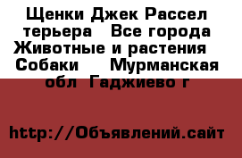 Щенки Джек Рассел терьера - Все города Животные и растения » Собаки   . Мурманская обл.,Гаджиево г.